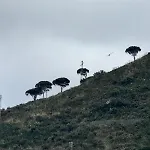 Zu Pino *